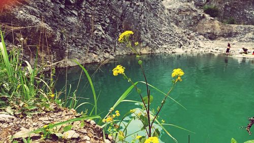 Scenic view of lake by trees in forest