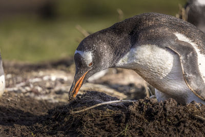 Close-up of penguin on soil