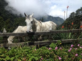 View of a horse on field