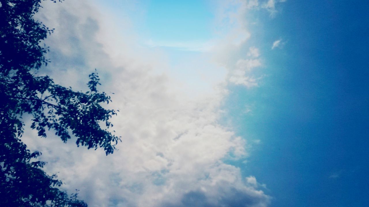 low angle view, sky, blue, cloud - sky, tranquility, beauty in nature, nature, scenics, tree, tranquil scene, cloud, cloudy, outdoors, day, idyllic, no people, sunlight, silhouette, growth, cloudscape