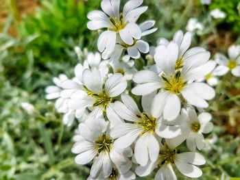 Close-up of white flowers