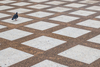 High angle view of pigeon on patterned footpath