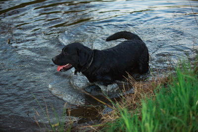 Black dog in a lake