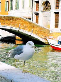 Seagull perching on a canal