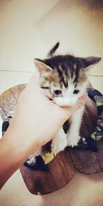 Close-up of hand holding cat