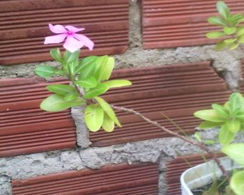 Close-up of potted plant