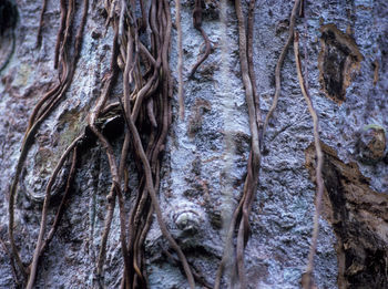 Detail shot of tree trunk