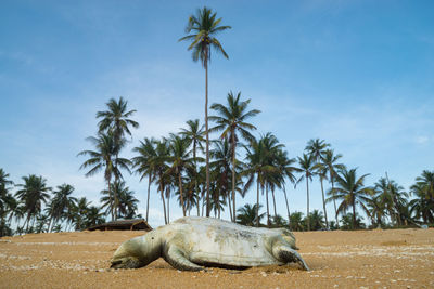 A dead sea turtle due to unknown reason lies on a beach along terengganu, malaysia.