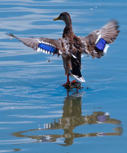 Bird flying over lake