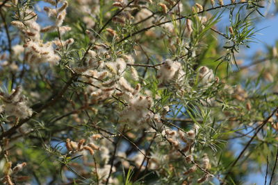 Low angle view of flowering plants on tree