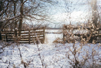 Bare trees on snow covered land