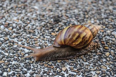 High angle view of snail