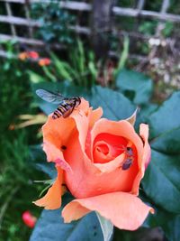 Close-up of insect on pink rose