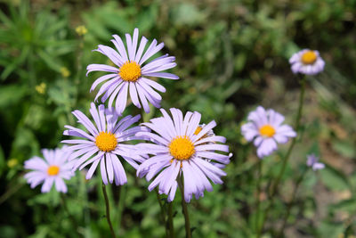 Close-up of purple flowering plant on field