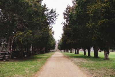 Walkway amidst trees against sky