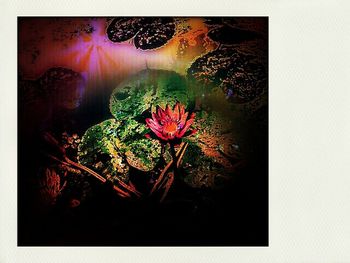flower