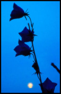 Low angle view of flowers against clear sky