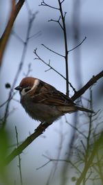 Close-up of bird perching on branch