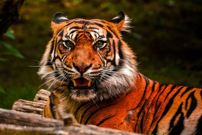 Portrait of a tiger