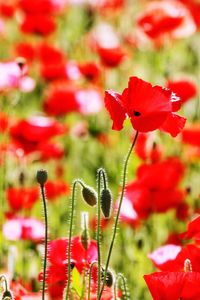 Close-up of red poppy flowers