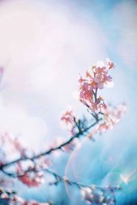 Low angle view of cherry blossom during winter