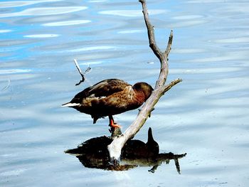 Close-up of bird