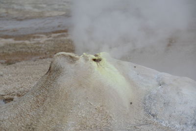 Close-up of lizard on beach