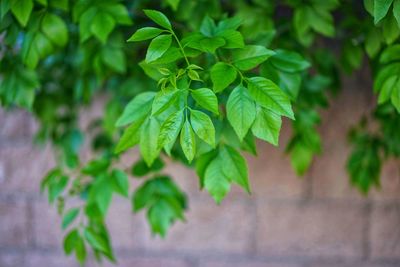 Close-up of green leaves