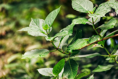 Close-up of leaves