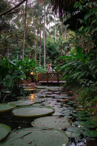 Pond in forest