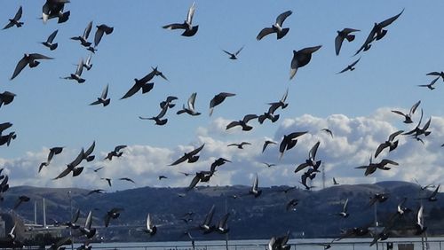 Low angle view of birds flying in sky