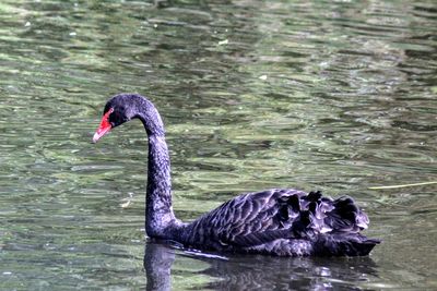 Black swan swimming in lake