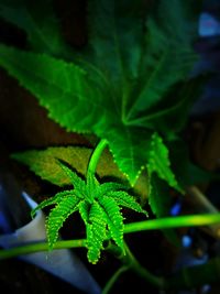 Close-up of insect on plant at night