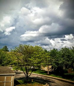 Trees against cloudy sky