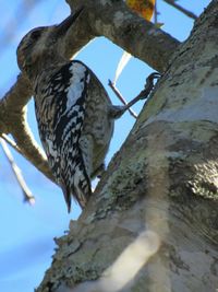 Low angle view of owl perching on tree against sky