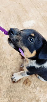 High angle view of dog looking away