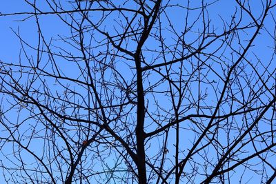 Low angle view of silhouette bare tree against clear blue sky