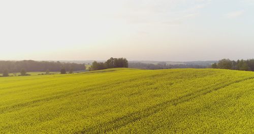 rapeseed