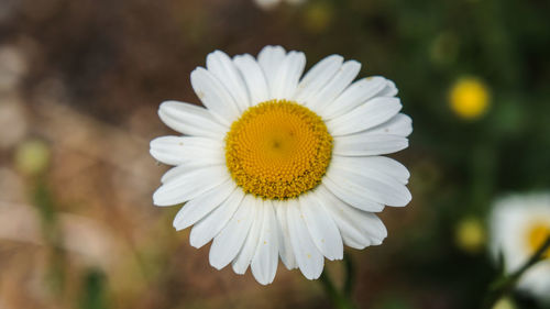 Close-up of white daisy blooming outdoors