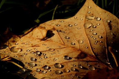 High angle view of raindrops on maple leaves