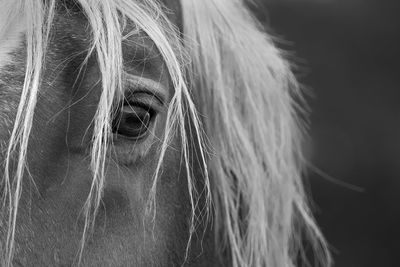 Close-up portrait of a horse