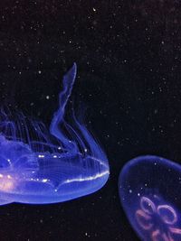 Close-up of jellyfish swimming in aquarium