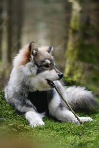 A young puppy finnish lapphund dog lying in the forest chewing in a stick