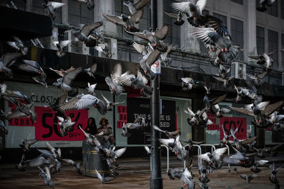 A flock of pigeons by city shop 