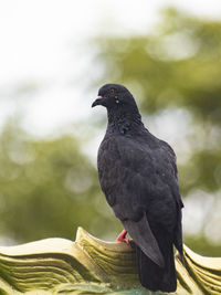 Close-up of bird perching on a plant