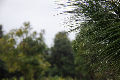 Low angle view of raindrops on pine tree