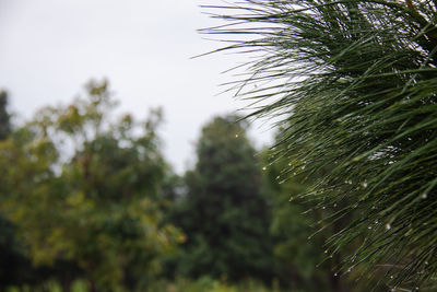 Low angle view of raindrops on pine tree