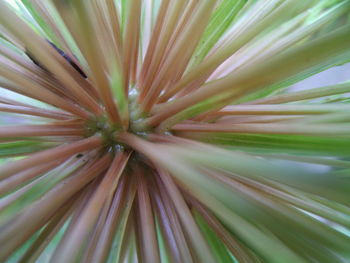 Full frame shot of plant