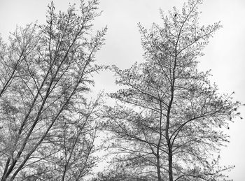 Low angle view of bare trees against clear sky