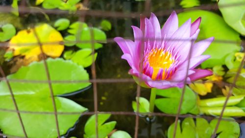 Close-up of lotus water lily